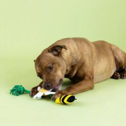 I'm Pollen For You | Hondenspeelgoed Touw met Squeaker en Crinkle 10 Hond met pluche bij en bloem touwspeelgoed tijdens speelsessie