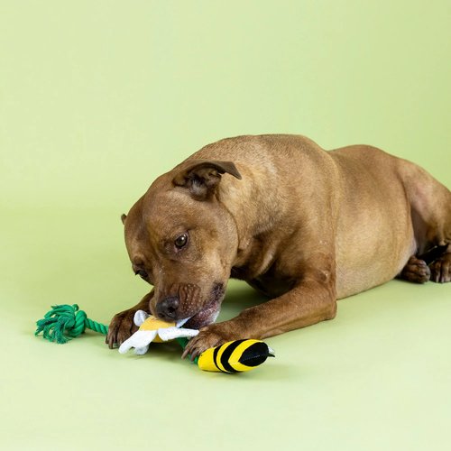 I'm Pollen For You | Hondenspeelgoed Touw met Squeaker en Crinkle 6 Hond met pluche bij en bloem touwspeelgoed tijdens speelsessie