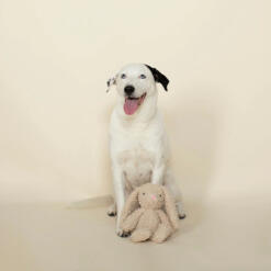 Love Bunny Pluche Hondenspeelgoed Konijn met Pieper 7 Love Bunny pluche hondenspeelgoed konijn afgebeeld met hond
