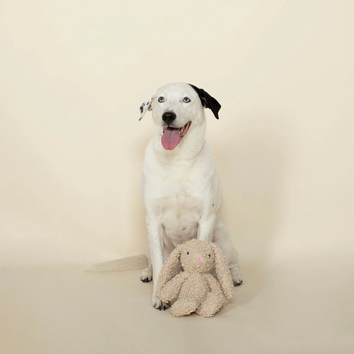 Love Bunny Pluche Hondenspeelgoed Konijn met Pieper 5 Love Bunny pluche hondenspeelgoed konijn afgebeeld met hond