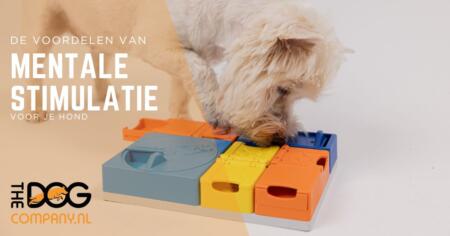 De voordelen van mentale stimulatie voor je hond