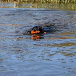 Bobber 9 Bobber Dog Comets