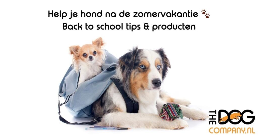 Back to School: Zo Help je je Hond als de Vakantie Voorbij is