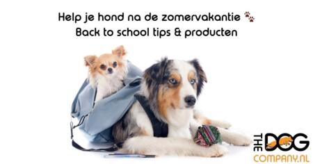 Back to School: Zo Help je je Hond als de Vakantie Voorbij is
