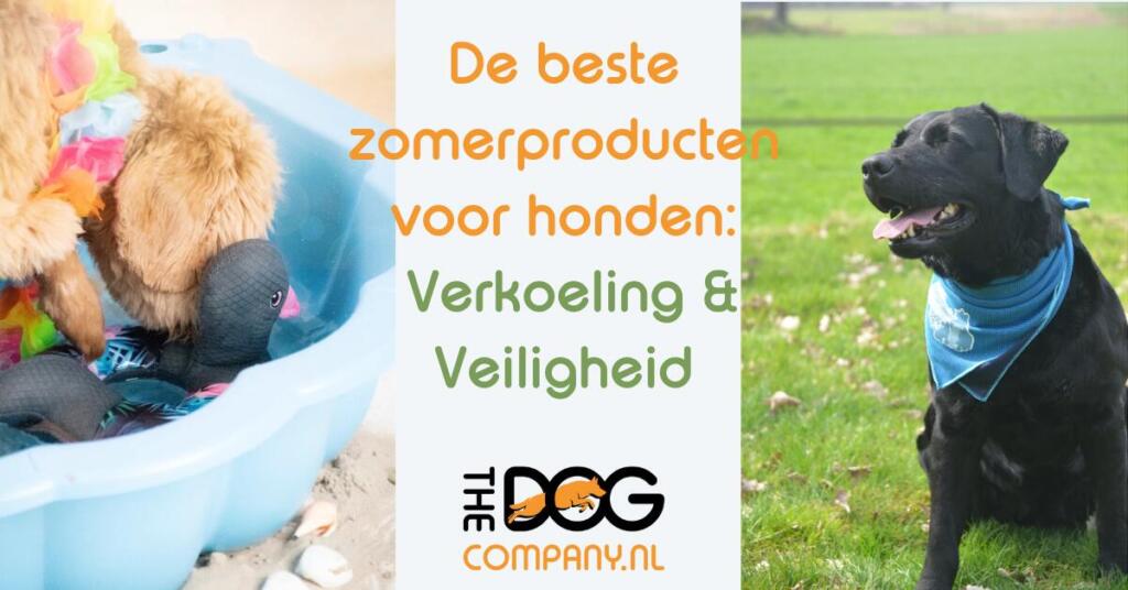 De beste zomerproducten voor honden: verkoeling & veiligheid