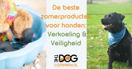De beste zomerproducten voor honden: verkoeling & veiligheid