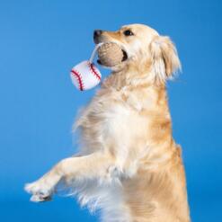 Batter Up Plush | Touw