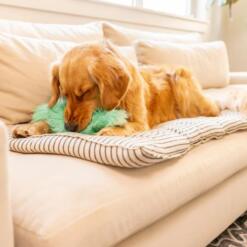 Freya Rowdies 7 Freya Rowdies