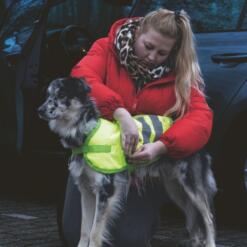 Hondenjas Teddie Reflecterend