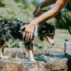 Hondenshampoo Black Coat