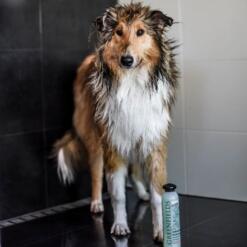 Hondenshampoo Colourful Coat