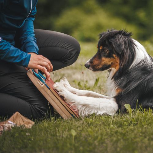 Mani-Pedi dog Scratcher 17 Mani-Pedi dog Scratcher