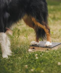 Mani-Pedi dog Scratcher 39 Mani-Pedi dog Scratcher