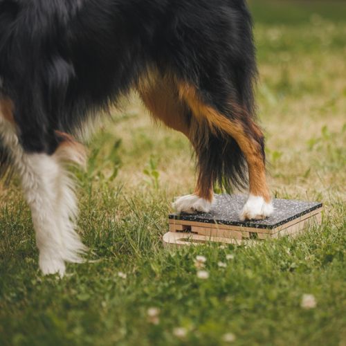 Mani-Pedi dog Scratcher 15 Mani-Pedi dog Scratcher