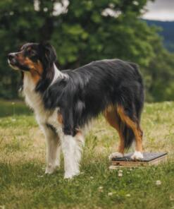 Mani-Pedi dog Scratcher 40 Mani-Pedi dog Scratcher