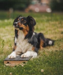 Mani-Pedi dog Scratcher 45 Mani-Pedi dog Scratcher