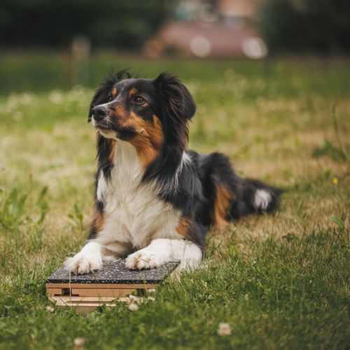 Mani-Pedi dog Scratcher 21 Mani-Pedi dog Scratcher