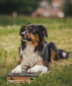 Mani-Pedi dog Scratcher 46 Mani-Pedi dog Scratcher