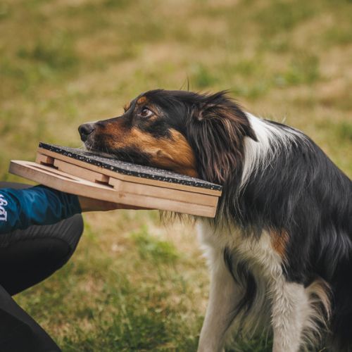 Mani-Pedi dog Scratcher 23 Mani-Pedi dog Scratcher