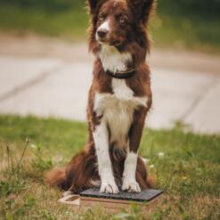 Mani-Pedi dog Scratcher
