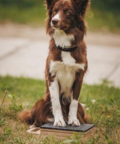 Mani-Pedi dog Scratcher 48 Mani-Pedi dog Scratcher