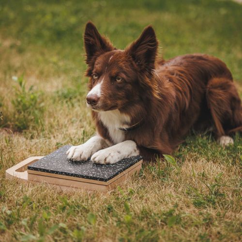 Mani-Pedi dog Scratcher 25 Mani-Pedi dog Scratcher