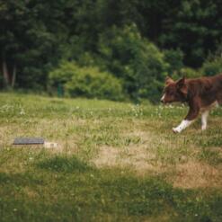 Mani-Pedi dog Scratcher