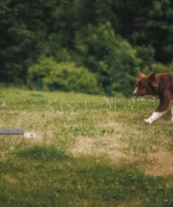 Mani-Pedi dog Scratcher 50 Mani-Pedi dog Scratcher