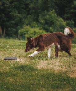 Mani-Pedi dog Scratcher 51 Mani-Pedi dog Scratcher