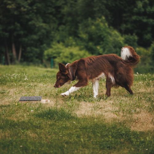 Mani-Pedi dog Scratcher 27 Mani-Pedi dog Scratcher