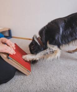 Mani-Pedi dog Scratcher 31 Mani-Pedi dog Scratcher