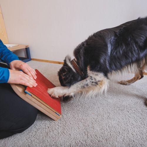 Mani-Pedi dog Scratcher 7 Mani-Pedi dog Scratcher