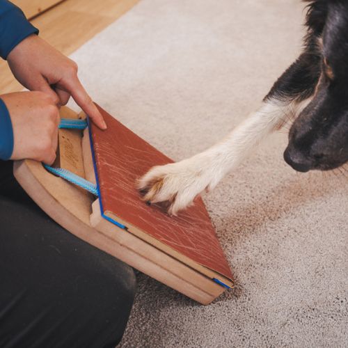 Mani-Pedi dog Scratcher 9 Mani-Pedi dog Scratcher