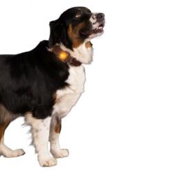 Nightwalk Safety Light