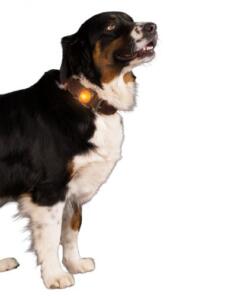 Nightwalk Safety Light