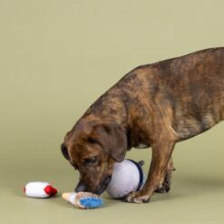 Set Fresh Coat Of Fun