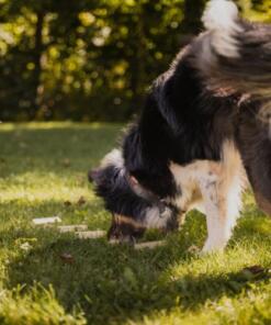 Sniffing Sticks Set - Geurstokjes 15 Sniffing Sticks Set - Geurstokjes