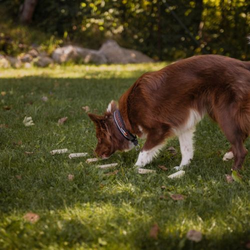 Sniffing Sticks Set - Geurstokjes 7 Sniffing Sticks Set - Geurstokjes