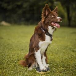 Target Double 23 Target Double