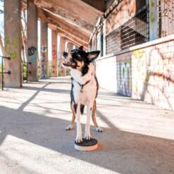 Target Double 18 Target Double