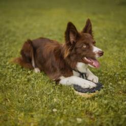 Target Double 20 Target Double