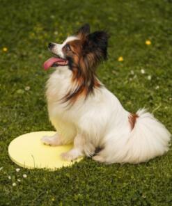 Target Pivot 15 Target Pivot