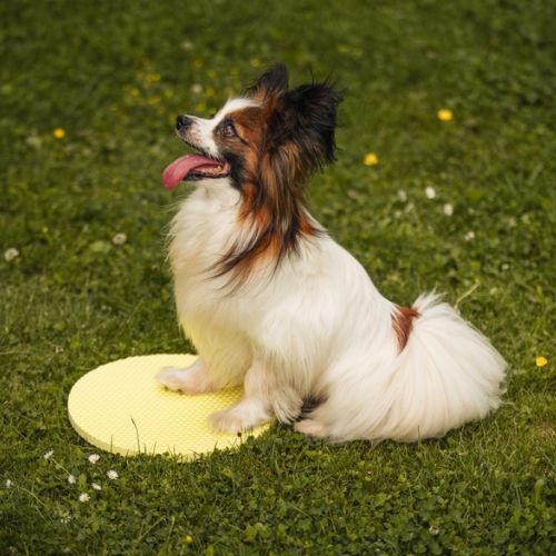 Target Pivot 8 Target Pivot