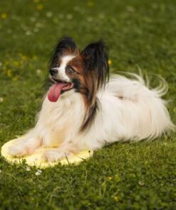 Target Pivot 16 Target Pivot