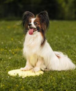 Target Pivot 17 Target Pivot