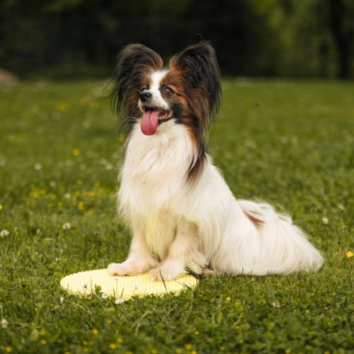 Target Pivot 10 Target Pivot