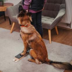 Target Step Up 24 Target Step Up