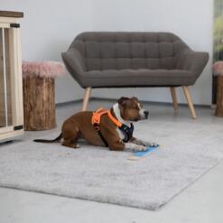 Strivee target 12 Target Strivee