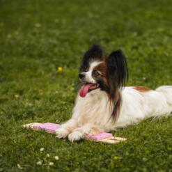 Strivee target 10 Target Strivee