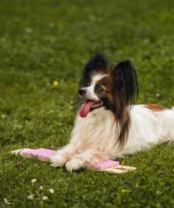 Strivee target 10 Target Strivee